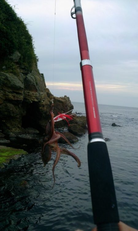 学校終わりのタコ釣り